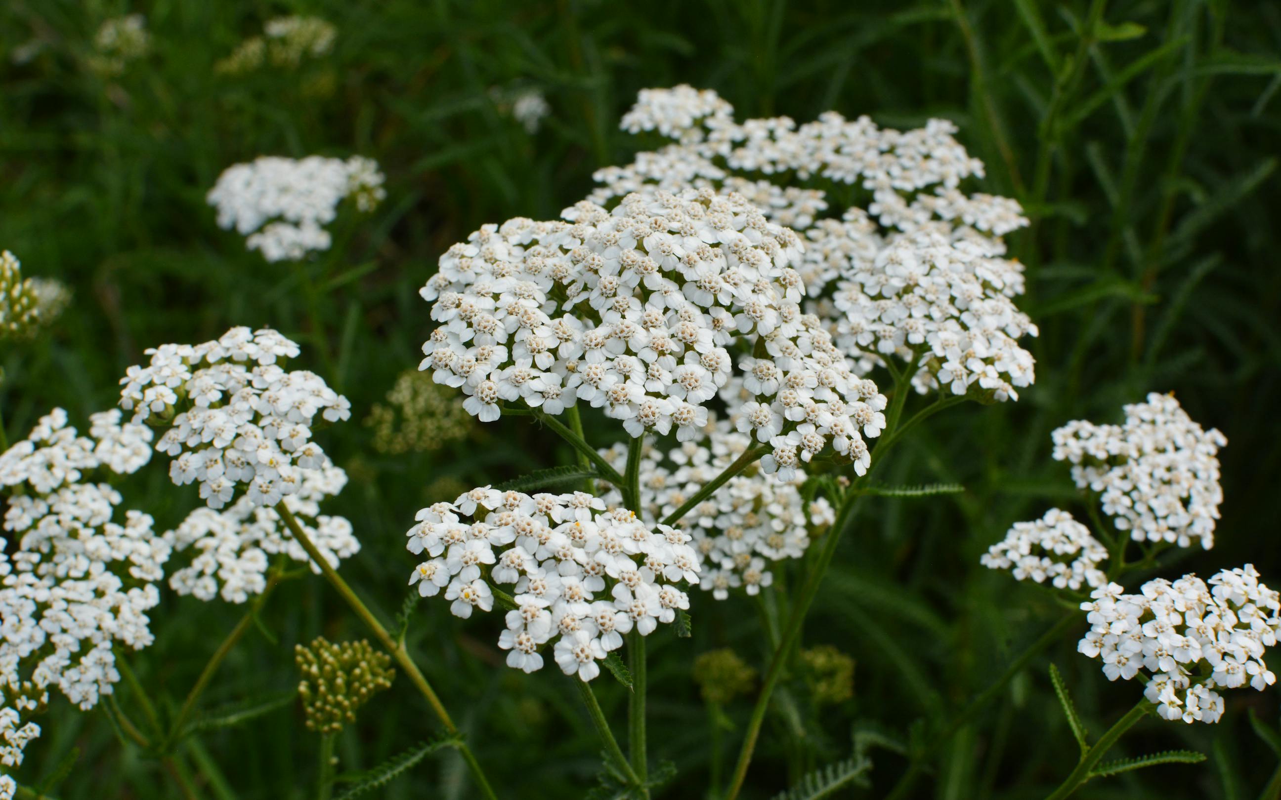 Schafgarbe